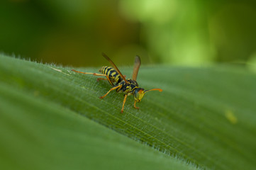 Wasp on the green leaf in nature.Insect