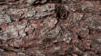 Pine trees in the forest.