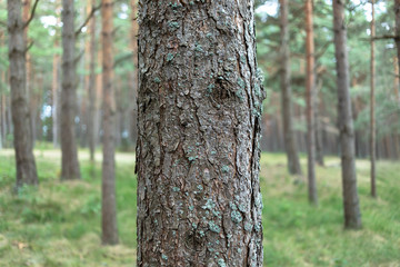 Pine trees in the forest.