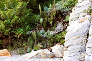 green moss on the rocks - 285790225