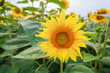 Obraz premium Sunflowers at fields in full bloom on summer daylight