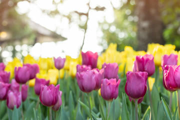Obraz premium Field of pink and yellow tulips in spring day with blur natural and light background. Colorful tulips flowers in spring blooming blossom garden.
