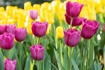 Field of pink and yellow tulips in spring day. Colorful tulips flowers in spring blooming blossom garden.