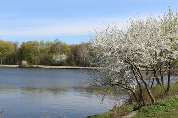 White flowers decorated fruit tree by the lake in spring