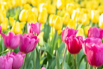 Field of pink and yellow tulips in spring day. Colorful tulips flowers in spring blooming blossom garden.