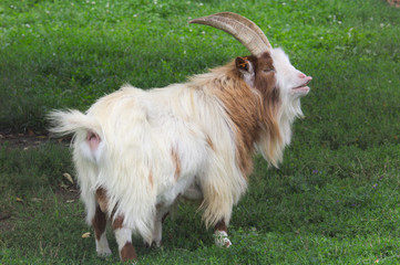 pygmy goat koza miniaturka