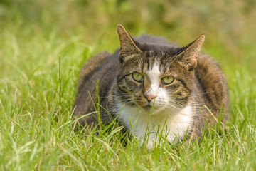 Eine Katze sitzt im Gras
