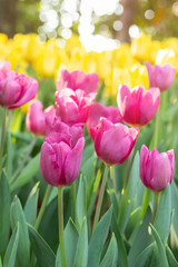 Field of pink and yellow tulips in spring day with blur natural and light background. Colorful tulips flowers in spring blooming blossom garden.