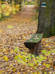mossy bench on a path covered with autumn leaves in a foggy light