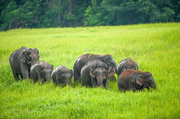 A herd of Asian Elephants feeding in the green grassland.