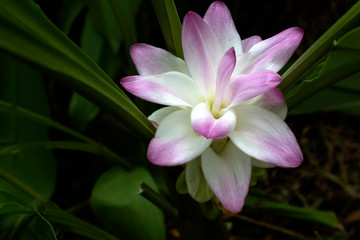 Curcuma zedoaria pink flower in garden