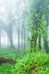 Fototapety  Czysty pierwotny las tropikalny w porannej mgle.