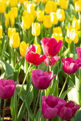 Field of pink and yellow tulips in spring day. Colorful tulips flowers in spring blooming blossom garden.