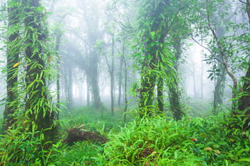 Obrazy na Szkle  Czysty pierwotny tropikalny las deszczowy w porannej mgle.