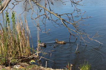  A pair of wild ducks swims in the lake on a summer morning
