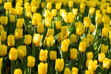 Field of yellow tulips in spring day. Colorful tulips flowers in spring blooming blossom garden.