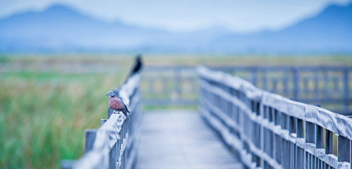Red turtle dove sleeping on the footbridge in the lake.
