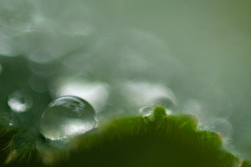 Macro close-up of lady's mantle with raindrops and a blurry background