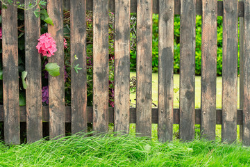 Naklejka premium flower through a garden fence
