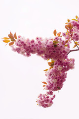 Sakura Flower Blooming on a branch in Spring