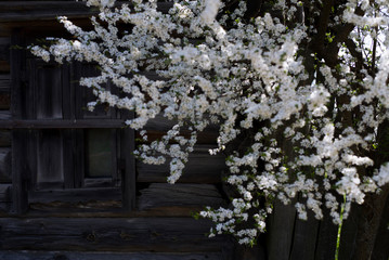 apple tree at the window of an old house in a small village