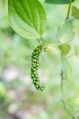 a pepper chili for cook