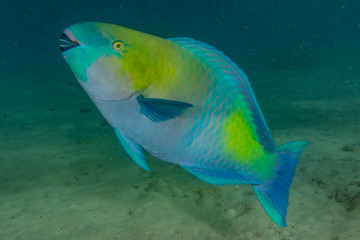 Fototapeta premium Fish swim in the Red Sea, colorful fish, Eilat Israel