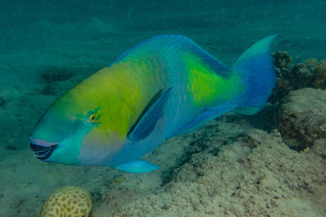 Fish swim in the Red Sea, colorful fish, Eilat Israel