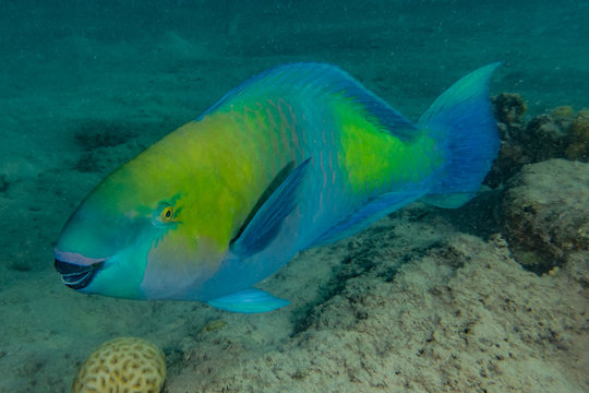 Fish swim in the Red Sea, colorful fish, Eilat Israel