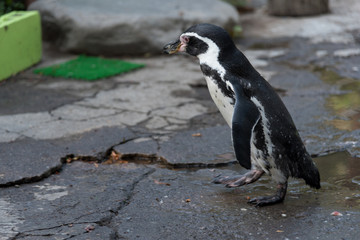 フンボルトペンギン のストック写真 ロイヤリティフリーの画像 ベクター イラスト Adobe Stock