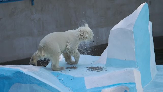 Polar bear cub playing in water