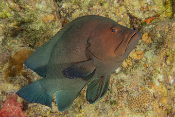 Fish swim in the Red Sea, colorful fish, Eilat Israel