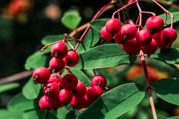 berries of red currant on bush