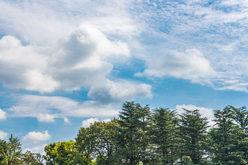 青空と新緑の木