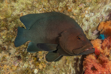 Fish swim in the Red Sea, colorful fish, Eilat Israel