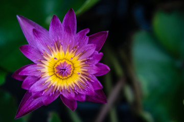 Lily Purple Lotus Flower in the Water