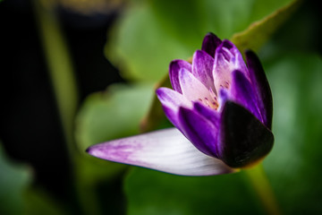 Fototapeta na wymiar Lily Purple Lotus Flower in the Water