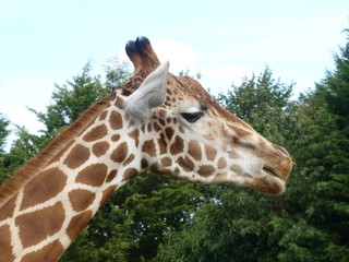 Giraffe © Colin