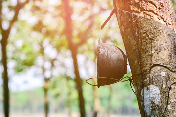 Tapped Rubber Tree with Plastic Bowl in rubber plantation with sunlight.