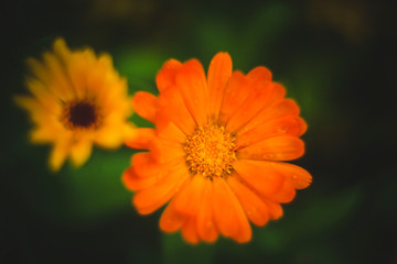 beautiful wild flowers giving the summer heat