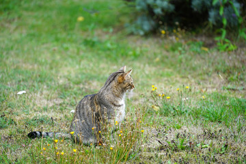 Naklejka na ściany i meble Gray cat sits in the tall grass and waits for prey or what is coming