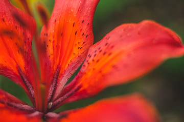 beautiful lilies cottage summer heat