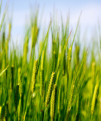 Obraz premium green wheat field in summer