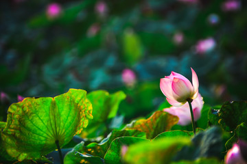 Closeup Beautiful pink lotus flower in pond.