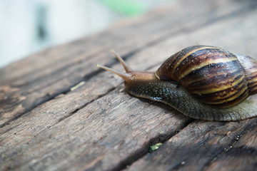 Giant African  land snail on wood floor
