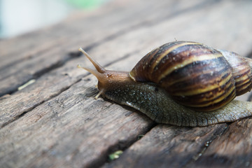 Giant African  land snail on wood floor