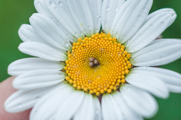 lovely Daisy wild flowers of summer