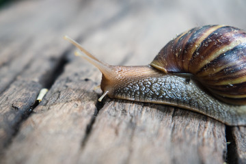 Giant African  land snail on wood floor