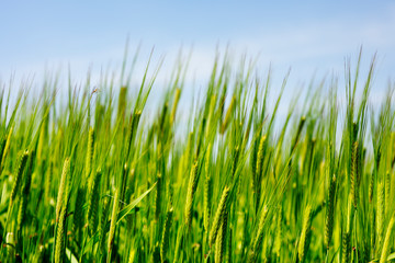 green wheat and blue sky