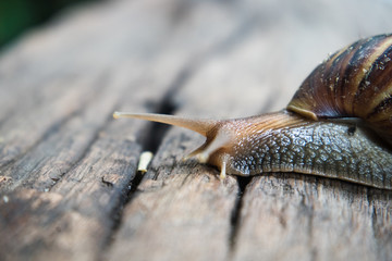 Giant African  land snail on wood floor